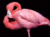 Flamingo_0.jpg